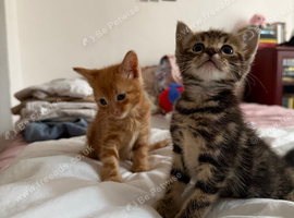2 kittens, you can also choose one