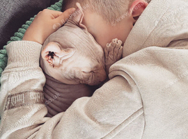Sphynx male cat