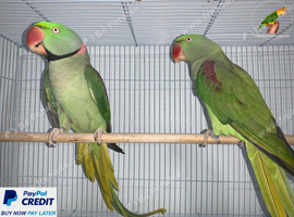 Alexandrine parrot Glasgow
