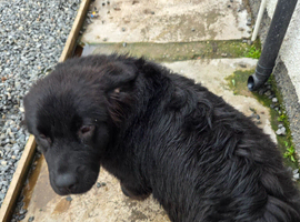 St Bernewfie pup