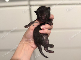 Siamese x kittens