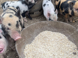Micro pigs ( Juliana pigs )