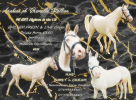 CREMELLO ARABIAN STALLION AT STUD