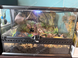 adult Brazilain pink birdeater tarantula And setup