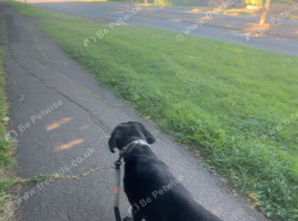 3 year old cane corso