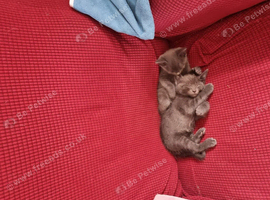 Kittens For sale