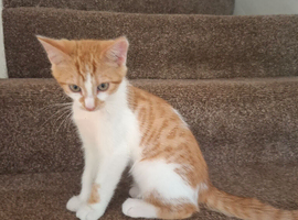 3 beautiful kittens