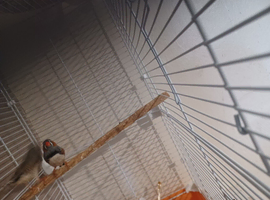 1 pair/single male budgie