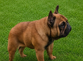 Fully Trained Adult French Bulldogs