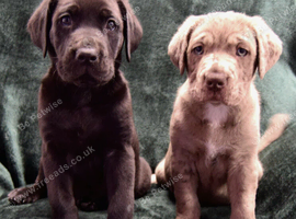 Labrador x Mastiff