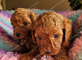 Licenced breeder! 2 tiny toy deep red cavapoo girls