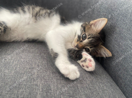 cute kittens ready for a new home now