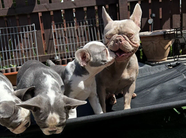 KC Registered French Bulldog Puppies Ready Now