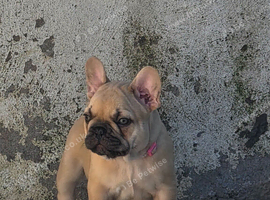 French bulldog puppy**ready now**