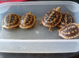 Pancake tortoise babies SOLD