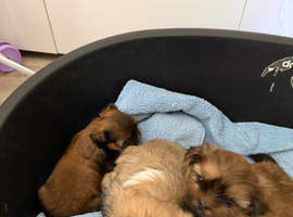 Puppies