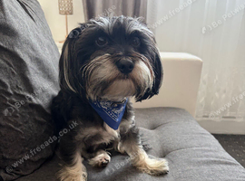 Maltese & Yorkshire