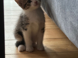 Kittens for sale
