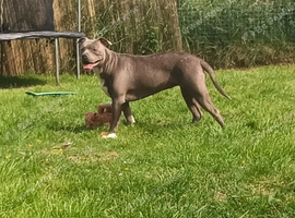 American bully needs new home