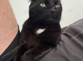 Rehoming 7 year old