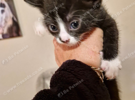 Mixed breed fluffy kittens