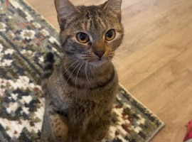 girl tabby