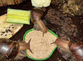 Three giant african land snails