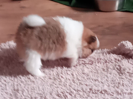 Pomeranian puppies