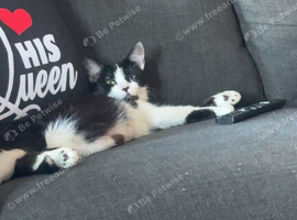 Female cat