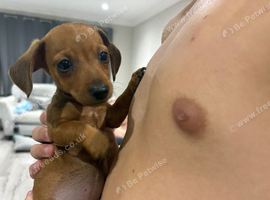 Beautiful dachshund pups