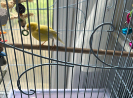 Yellow singing  baby Canary
