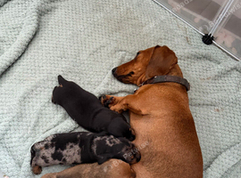 Miniature dachshund 2 boys for sale