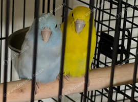 Baby parrotlets Glasgow