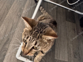 Female kat