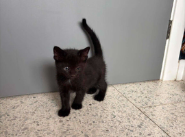 Kitten