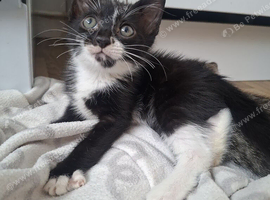 READY NOW! &pound;30..BOY KITTEN.