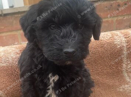5 beautiful cockapoo puppies for sale