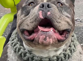 Dog for sale