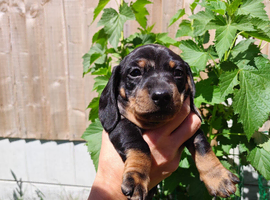 2 Boy Dapple Dachshunds Availible For Reservation