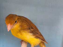 Canaries for new homes