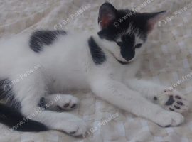 Kittens