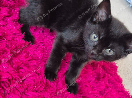 Last female kitten