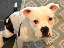 Staffy cross American bulldog