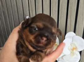 Stunning Imperial Shihtzu Puppies