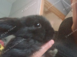 2 hand reared mini lop x babies