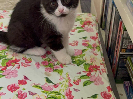 British short hair cross tuxedo kittens