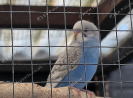 Blackwing split rainbow baby budgie