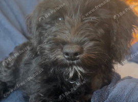 Ready Now - Miniature Schnoodle F1 Puppies