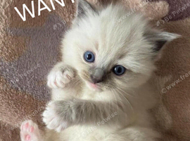 Ragdoll Female Kitten Wanted