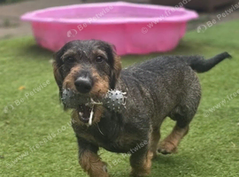Standard Male Teckel 3 Years Old NOT KC Registered